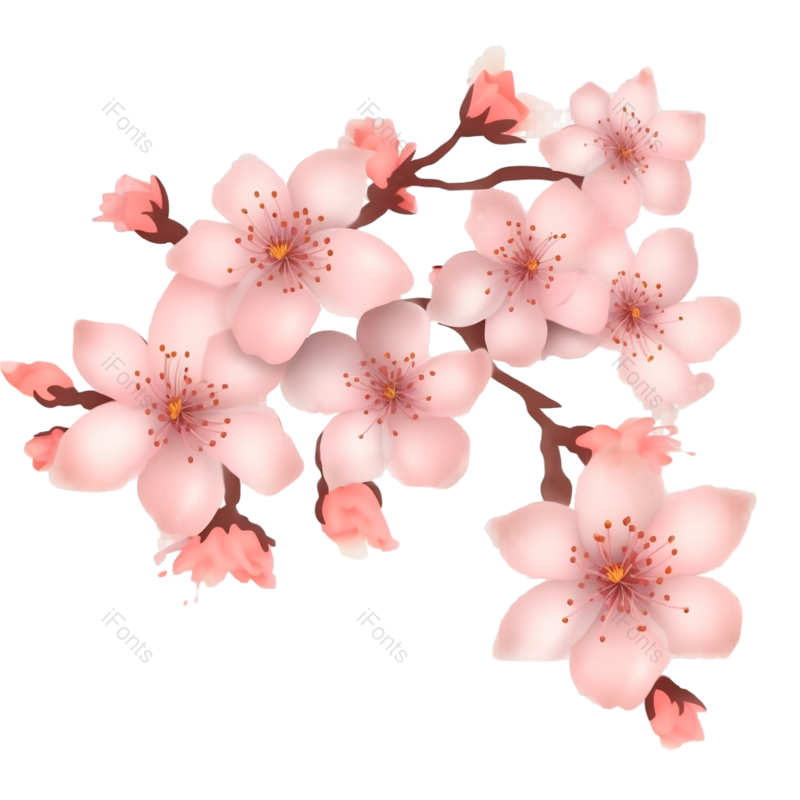 粉红色的花图片,樱花元素,灰色背景PNG,免抠素材